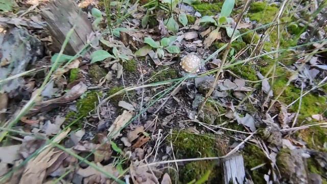 Літні гриби у Валках 2022. Пантерний мхм смотреть онлайн