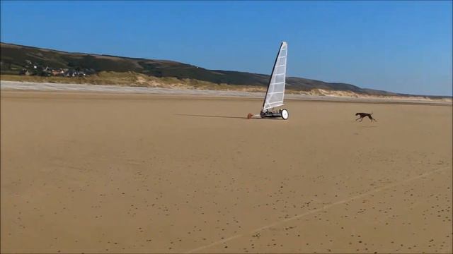 Plage de rêve pour lévrier Azawakh, Азавак, Azavak, سلوقي смотреть онлайн