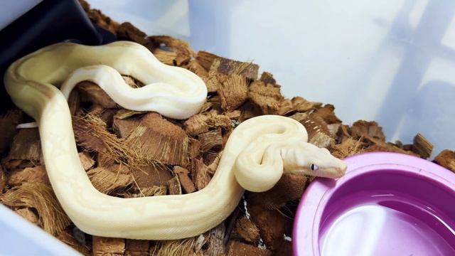 JAYAPURA GREEN TREE PYTHON PICKUP! смотреть онлайн