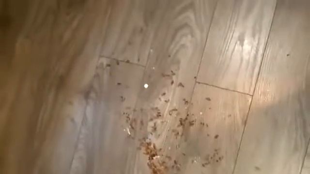 Шок! Яйца, личинки тараканов смотреть онлайн
