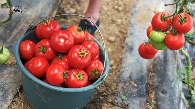С ЭТОЙ ПОДКОРМКОЙ ДАЖЕ В ПУСТЫНЕ ВЫРАСТУТ ТОМАТЫ С ГОЛОВУ! ЧЕМ ПОДКОРМИТЬ ПОМИДОРЫ В ИЮЛЕ ДЛЯ РОСТА смотреть онлайн