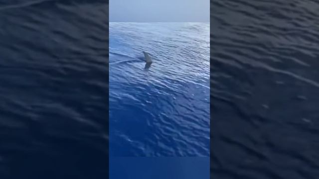 Hammerhead Shark ? #shark #sharktank #акула #hammerhead #hammerheadshark #акула_из_икеи_рисунок смотреть онлайн