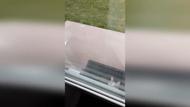 Котёнок. смотреть онлайн