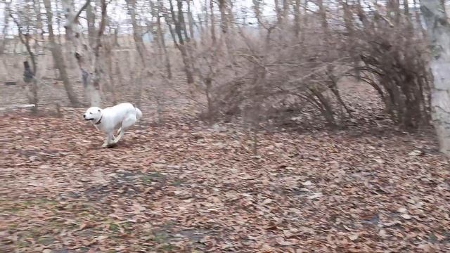 Белый алабай! Запускаем кабана! смотреть онлайн