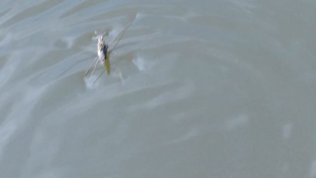 Водомерки на водной глади, Клоп - водомерка, Water striders смотреть онлайн