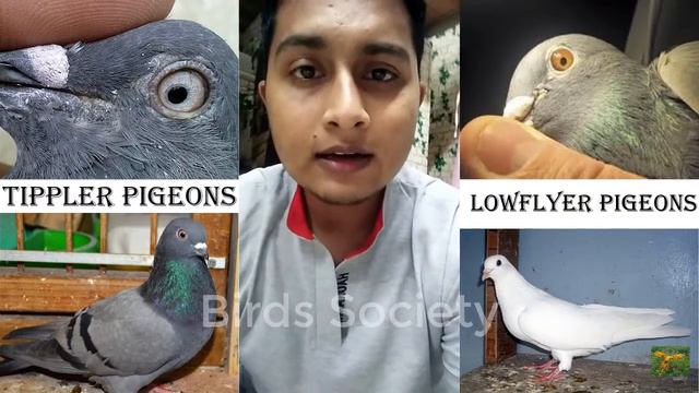 Differences & Similarities Between Low Flyer And Tippler Pigeons - Birds Society смотреть онлайн