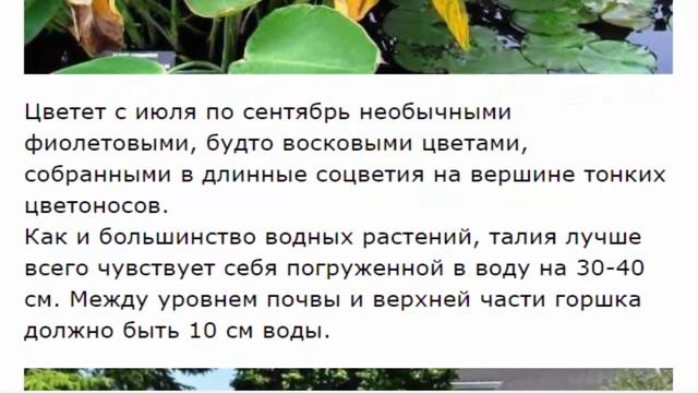 Талия --- цветок водного мира. смотреть онлайн