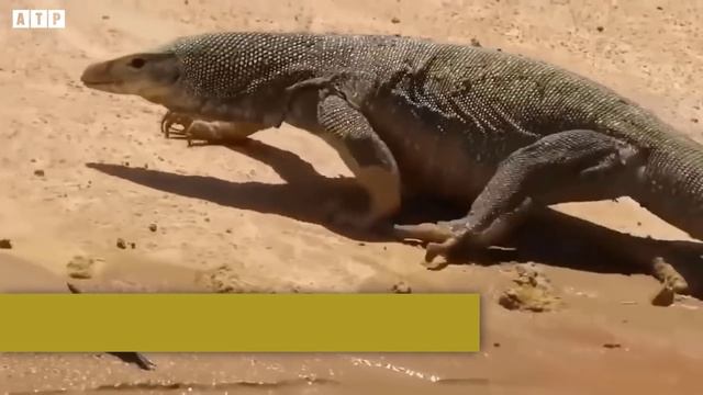 Amazing! Monitor Lizard Vs Python, Komodo Dragon vsCrocodile Best Battle - Wild Animals | ATP Eart смотреть онлайн