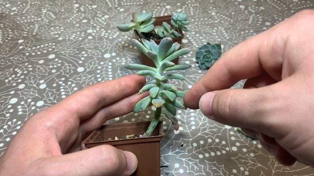 Что делать если суккулент вытянулся? смотреть онлайн