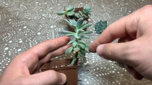 Что делать если суккулент вытянулся?