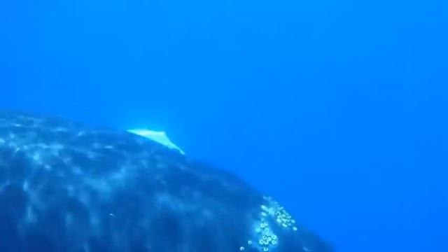Maui Adventure Tours Kayak Whale Watch video highlights смотреть онлайн