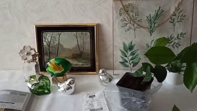 Купила саженец лимона. Секреты успеха выращивания лимона. Citrus смотреть онлайн