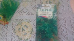 Аспарагусы из семян