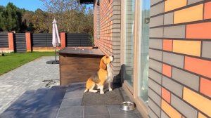 МАМА ПРОТИВ ПАПЫ. КТО КРУЧЕ? БРОС ШОУ ПЕТ