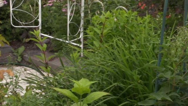 За 2 месяца сад превращается из золушки в принцессу. смотреть онлайн