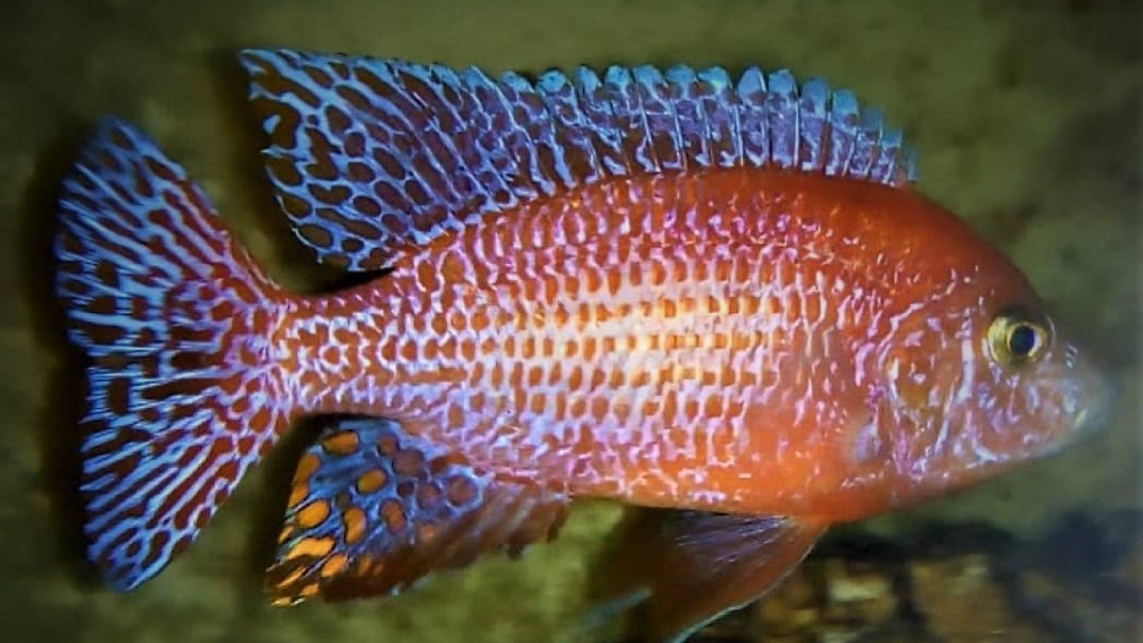 Орхидеи из Йошкар-Олы.
Земляника и FireFish делят территорию.
#cichlidshow
#stizos смотреть онлайн