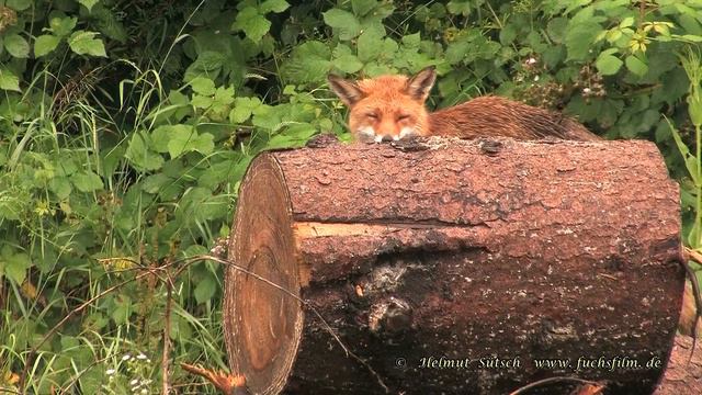 2016 06 25 Fuchs am Holzhaufen – red fox on woodpile смотреть онлайн