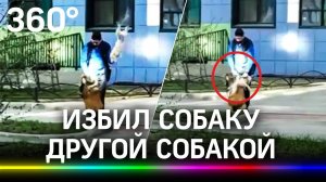 Душераздирающие кадры из Питера. Мужчина избил собаку собакой