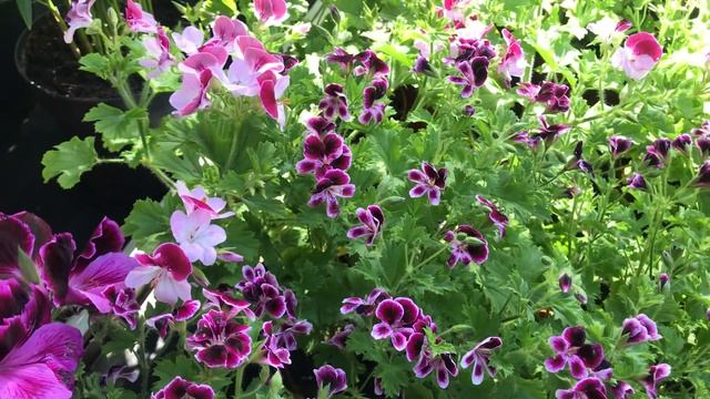 Свежий завоз Цветов в Оби! Кудрявые Цикломены,Королевские Пеларгонии. смотреть онлайн