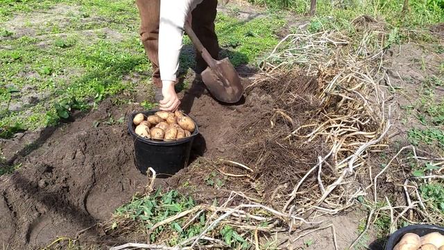 Отличный урожай картофеля без особых усилий! смотреть онлайн