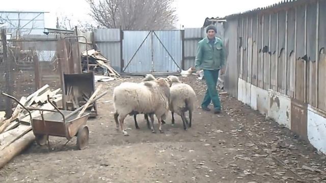 Баран с гривой ЛЬВА !!! смотреть онлайн