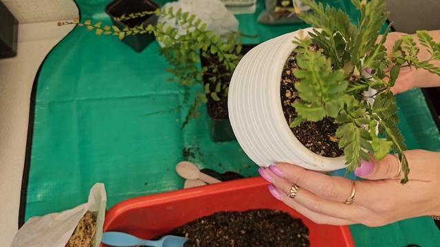 пересадка растений для фитомодуля смотреть онлайн