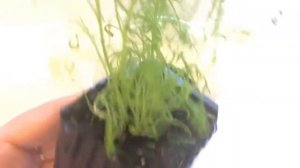 Брахикома 07.04.18 Перевалка рассады брахикомы