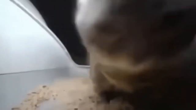 Кошара жестко флексит под музыку чипи чипи чапа чапа 1ЧАС смотреть онлайн