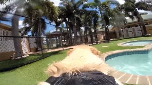 Puppy Pool Time Fun at Country Inn Pet Resort смотреть онлайн