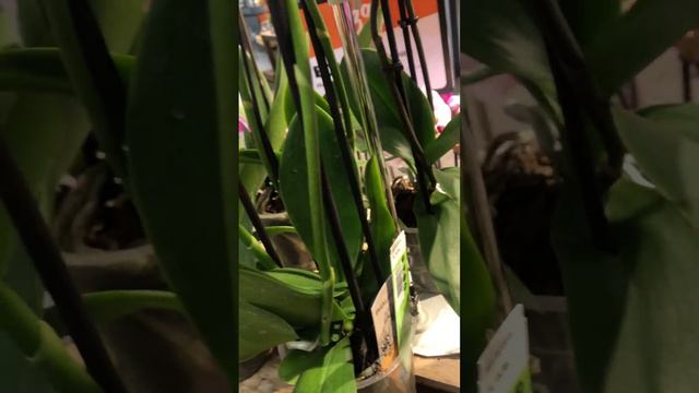 Орхидея пелор Маракеш смотреть онлайн