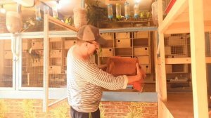 Разведение волнистых попугаев.Обзор птиц.Онлайн вольер.