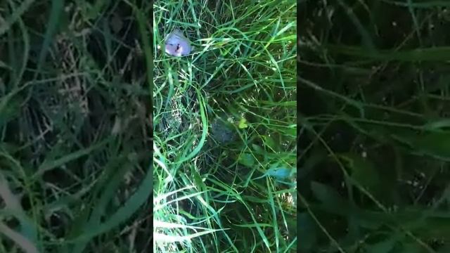 Выпуск ежа 2020 смотреть онлайн