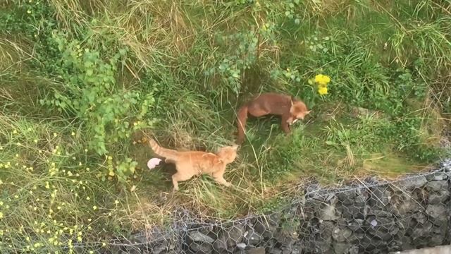 Cat vs Fox part 1 смотреть онлайн