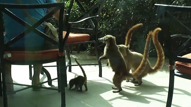 Немного экзотики(коати) Мексика смотреть онлайн