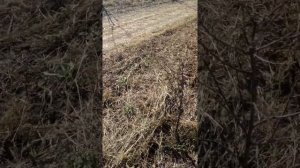 Обрезка черешни. Как формировать черешню в 1 2 3 4 год