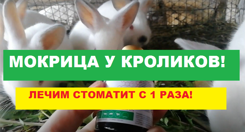 МОКРИЦА у кроликов // как ЗА ОДИН раз вылечить вирусный стоматит у кроликов
