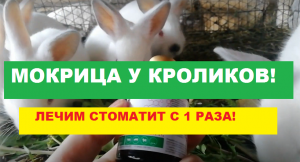 МОКРИЦА у кроликов // как ЗА ОДИН раз вылечить вирусный стоматит у кроликов