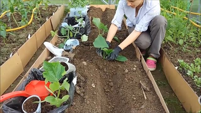 Посадка огурцов в теплицу. Посадка огурцов семенами. Посадка рассады огурцов. смотреть онлайн