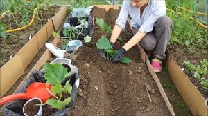Посадка огурцов в теплицу. Посадка огурцов семенами. Посадка рассады огурцов.