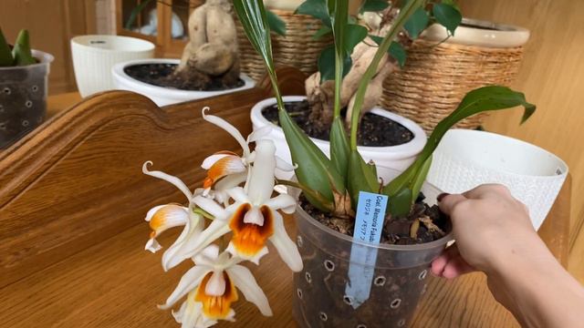 Coelogyne Memoria Fukuba