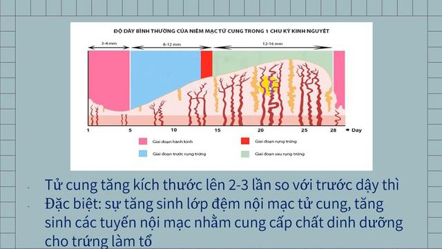 SINH LÝ SINH DỤC NỮ (P3) - Bồi dưỡng HSG SINH HỌC смотреть онлайн