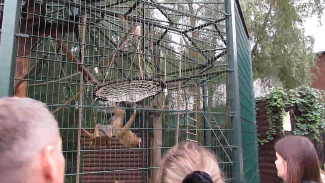 Зоопарк Лимпопо. Нижний Новгород. Август 2023. Обезьянки смотреть онлайн