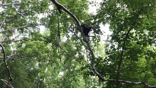 Кошка Буся устроила бешеные скачки по деревьям смотреть онлайн