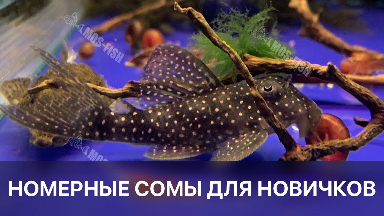 Номерные сомы для начинающих / L-028, L-066, L-080, L-201, L-340 / Аквариумистика Mos-fish.ru