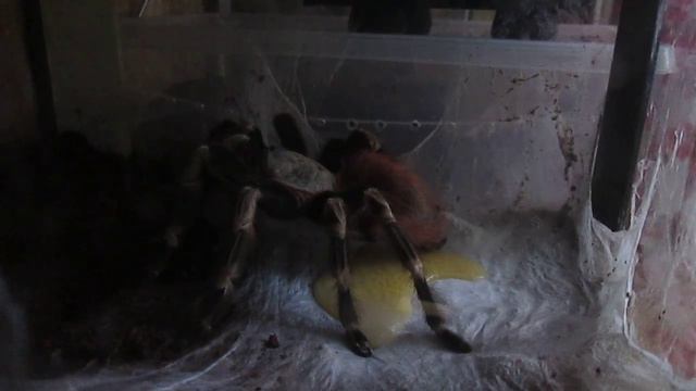Nhandu chromatus. оплетает яйца. смотреть онлайн