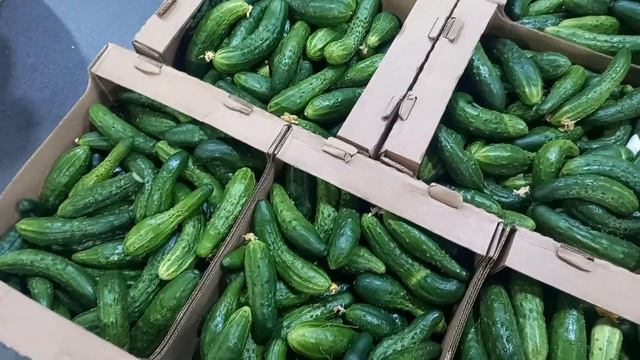 19 марта 2022 г.Фуд - Сити рынок, 5 - кросс.. Друзья подержите канал лайками 🛎👍 смотреть онлайн