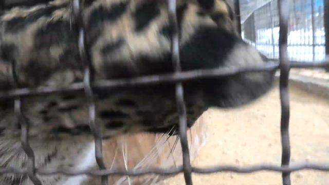 Ласковая Гретулька - красотулька! Играла, мурлыкала! Affectionate Gretulka - beauty! Played, purred смотреть онлайн