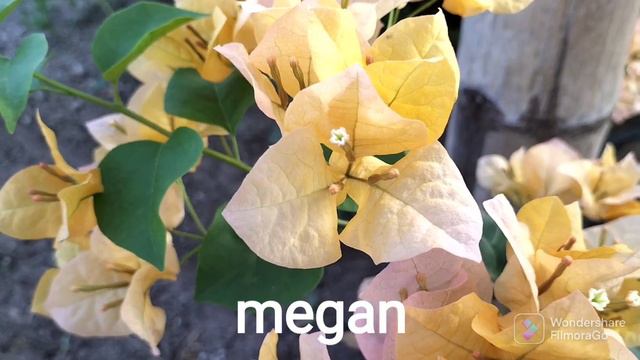 ibat-ibang varieties ng YELLOW BOUGAINVILLEA sa Royal Garden смотреть онлайн