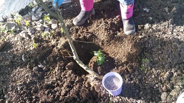 Засаждане на Чайот , Мексиканска краставица, Sechium edule смотреть онлайн