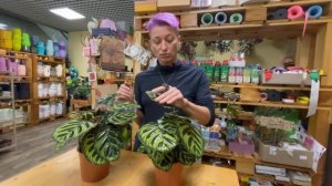 Калатея Макояна - обзор сорта | Молитвенное растение | Как ухаживать за калатеей